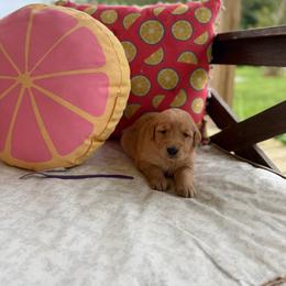 Purple Collar - Golden female Golden Retriever puppy in Monroe, Tennessee from Golden Girls Furever Friends