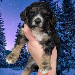 Romeo - Black and tan male Cavapoo puppy in Coshocton, Ohio from Forever Family Puppies