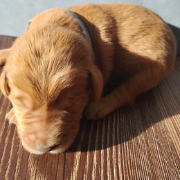 Lucky - Gold male Labradoodle puppy in Apache Junction, Arizona from Loving Doodle