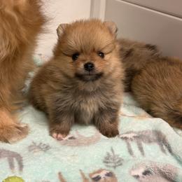 Grady - Orange sable male Pomeranian puppy in Newport Beach, California from Exotic City Pomeranians and chihuahuas