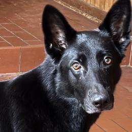 German Shepherds from Riverfarm K-9s