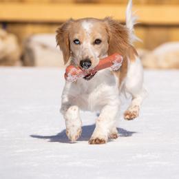 Casper - Dachshund