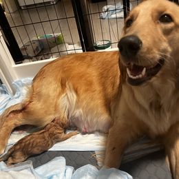 Dachshund and Golden Retriever Puppies from Wyo Dachshunds & Goldens