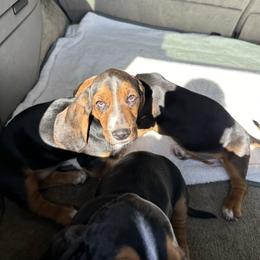 Basset Hound Puppies from Dretzka’s Blessed Basset Hounds
