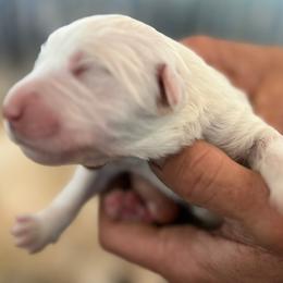 Great Pyrenees Puppies from Outlaw Acres Kennels