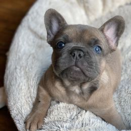 French Bulldog Puppies from Roley Poley Frenchies