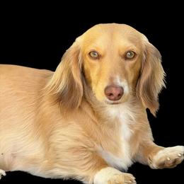 Pandora - Dachshund