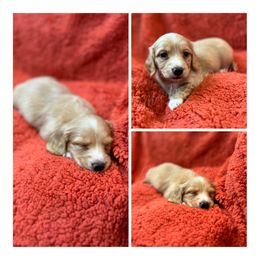 Dachshund Puppies from McJazzin Doxies