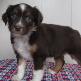 Rockin' Robyn - Red female Toy Australian Shepherd puppy in Warrensburg, Missouri from Booty Shaker Toy and Miniature Poodles and Aussies