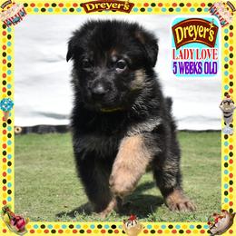 DREYERS BIG GIRL - Black and red female German Shepherd puppy in Murrieta, California from Diamond Oaks German Shepherds