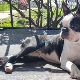 Denali - Boston Terrier