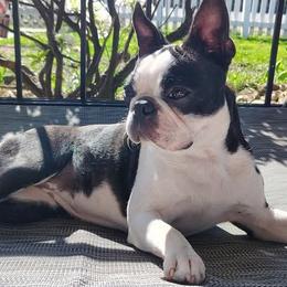 Denali - Boston Terrier