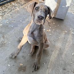Blossom - Brindle female Great Dane puppy in Jerusalem, Arkansas from Mara Danes