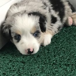 Miniature Australian Shepherd Puppies from Blue Skye's Miniature Australian Shepherds