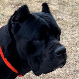 Jordyn - Cane Corso