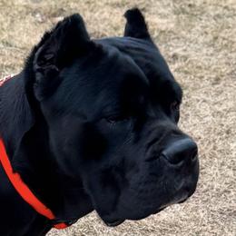 Jordyn - Cane Corso