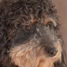 Double Doodles from Oodles of Doodles & Poodles