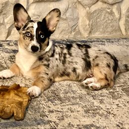 American Corgis and Pembroke Welsh Corgis from Flying K Corgis