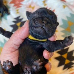 Yellow boy 3 - Black male Pug puppy in Onalaska, Washington from Cupid’s Pugs