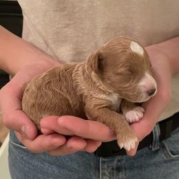 Pearl - Red  female Goldendoodle puppy in Kansas City, Kansas from Bella & Ivy’s Mini Goldendoodles of KC