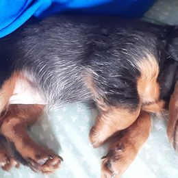 Dachshunds from Coe Z Dachshunds