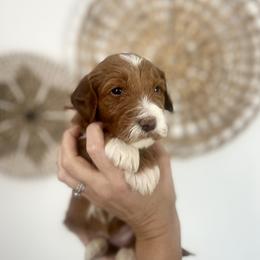 Willow - Apricot female Goldendoodle puppy in S AI Nt John, Indiana from Lulu's Goldendoodles