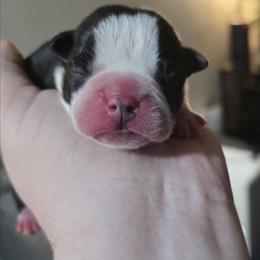 Purple - Black and white female Boston Terrier puppy in Clinton Township, Michigan from Greenberg's Boston Terriers & Bullies of Metro Detroit