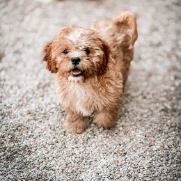 Cavapoo, Cavapoochon, and Companion Cross Puppies from Habibi Bears