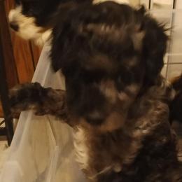 Rover - Merle male Cavapoo puppy in East Providence, Rhode Island from Marta's Cavaliers