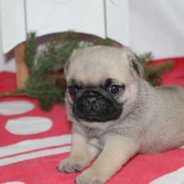 Destiny - Fawn female Pug puppy in Tuscola, Illinois from Dream on puppies