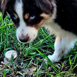 Wendy Darling - Red tri-color female Miniature American Shepherd puppy in Wheatland, Wyoming from Jorvik Australian Shepherds