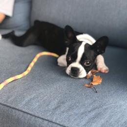 Boston Terrier Puppies from Lola’s House of Bostons & Rescue