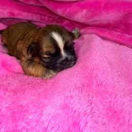 Girl 1 - Tricolor female Shih Tzu puppy in Milford, Delaware from Spunky Shih-Tzus Delaware (Spunky Shih-Tzus)