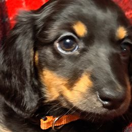 Girl 2 orange - Black and tan Dachshund puppy in Franklin, Georgia from Lakeside Kennels of Franklin