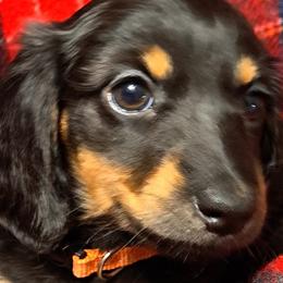 Girl 2 orange - Black and tan Dachshund puppy in Franklin, Georgia from Lakeside Kennels of Franklin