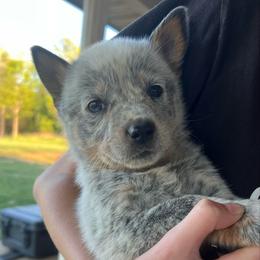 Boy 5 - Blue mottled male Australian Cattle Dog puppy in Irvington, Kentucky from Dry Valley’s Australian Cattle Dogs