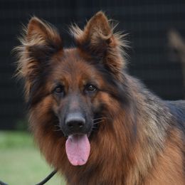 Ukulele - German Shepherd