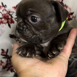 Girl 1 - French Bulldog puppy in Calhoun, Georgia from Shays Designer Dogs