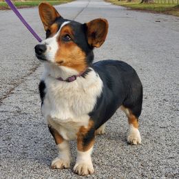 Beagle, Cardigan Welsh Corgi, and Pembroke Welsh Corgi All Grown Up from SM Corgis