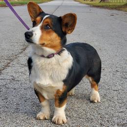 Beagle, Cardigan Welsh Corgi, and Pembroke Welsh Corgi All Grown Up from SM Corgis