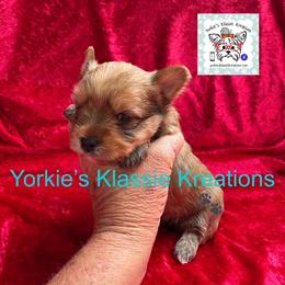 Quade - Sable male Yorkshire Terrier puppy in Dierks, Arkansas from Yorkie’s Klassie Kreations
