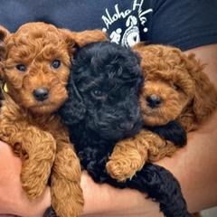 Poodles from Rawkiss Poodles
