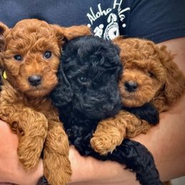 Poodles from Rawkiss Poodles