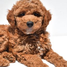 Goldendoodles from Ohiopuppypaws