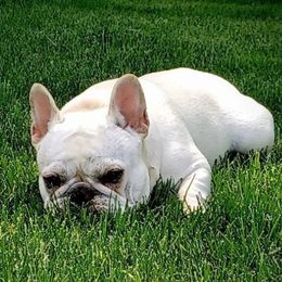 Liberty - French Bulldog