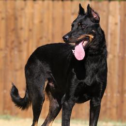 Beauceron puppies from Elitehaus