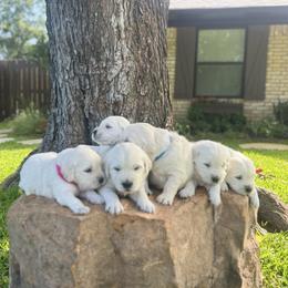 Golden Retriever Puppies from Blair Family Goldens