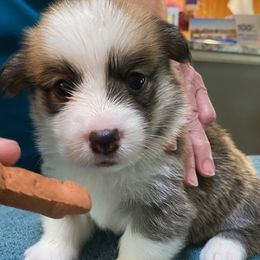 Pembroke Welsh Corgi Puppies from Silver Mae Kennel