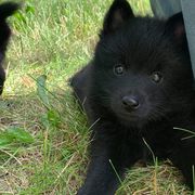 Schipperkes from Cinda Waller's Schipperkes