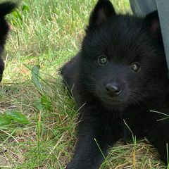 Schipperkes from Cinda Waller's Schipperkes